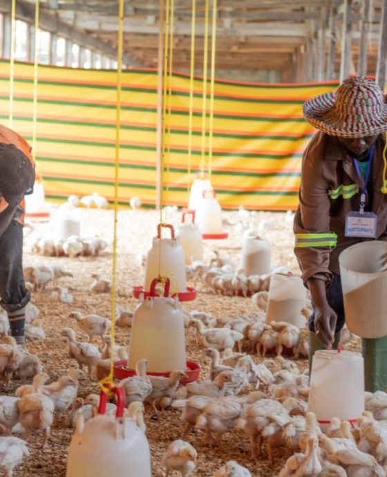 Phase pratique aviculture
